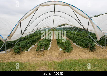 Folientunnel Anbau von Erdbeeren in Mendip Hills in der Nähe von Cheddar Somerset UK Stockfoto