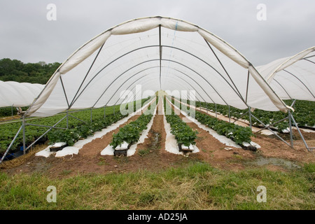 Folientunnel Anbau von Erdbeeren in Mendip Hills in der Nähe von Cheddar Somerset UK Stockfoto