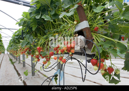 Erdbeeren wachsen in Folientunnel in Mendip Hills in der Nähe von Cheddar Somerset UK Stockfoto