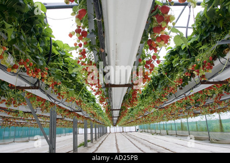 Erdbeeren wachsen in Folientunnel in Mendip Hills in der Nähe von Cheddar Somerset UK Stockfoto