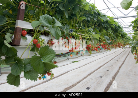 Erdbeeren wachsen in Folientunnel in Mendip Hills in der Nähe von Cheddar Somerset UK Stockfoto