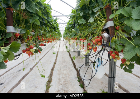 Erdbeeren wachsen in Poly-Tunnel in Mendip Hills in der Nähe von Cheddar Somerset UK Stockfoto