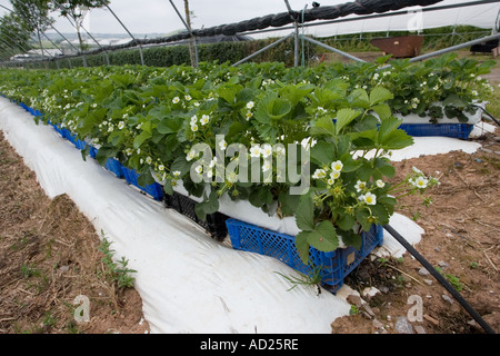 Erdbeeren wachsen in Folientunnel in Mendip Hills in der Nähe von Cheddar Somerset UK Stockfoto