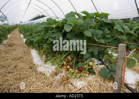 Erdbeeren wachsen in Folientunnel in Mendip Hills in der Nähe von Cheddar Somerset UK Stockfoto