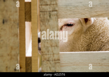 Eastgate Sheepshow Eastgate Wear Valley County Durham Stockfoto