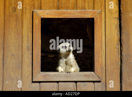 Erdmännchen im Zoo von Chester Stockfoto