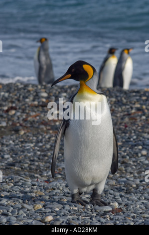 Königspinguine am Strand Stockfoto
