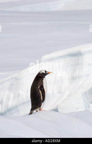 Gentoo Penguin auf Eis Stockfoto