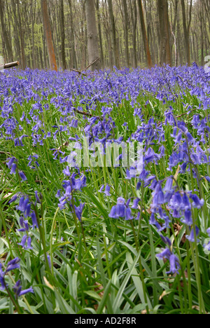 Glockenblumen in Micheldever Woods, in der Nähe von Winchester, Hampshire, England Stockfoto