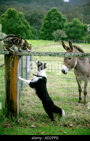 Ein Border-Collie Tabby Katze und ein Esel beobachten und spielen Sie zusammen auf einem Bauernhof Stockfoto
