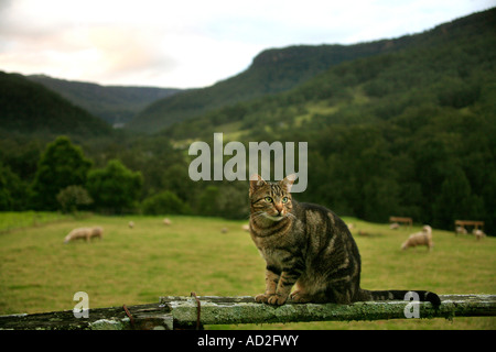 Eine grüne Augen grau Tabby Katze sitzt auf einem Zaun Stockfoto