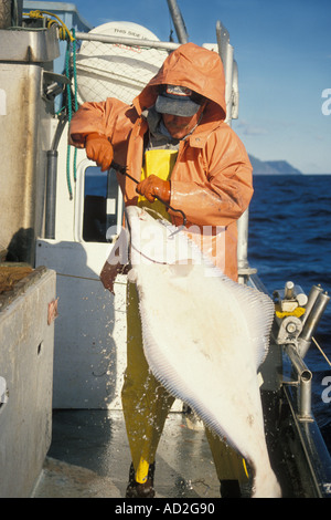 Langleinen-Fischerei mit Rigley Stier gaffing eine Pazifische Heilbutt, Hippoglossus Stenolepis Golf von Alaska Stockfoto