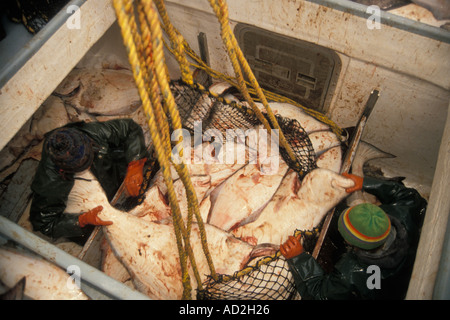 Last der Pazifische Heilbutt, Hippoglossus Stenolepis vom Boot in Homer Alaska Stockfoto