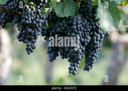 Trauben von schwarzen Trauben am Rebstock Stockfoto