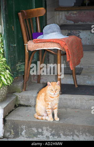 Ingwer und weiße Katze auf Schritt von einem Haus, Sighisoara/Schäßburg, Siebenbürgen, Rumänien Stockfoto