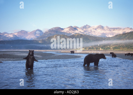 Braunbär Ursus Arctos Grizzly Bär Ursus Horribils säen mit ständigen Cub Angeln auf Lachs Katmai Nationalpark, Alaska Stockfoto