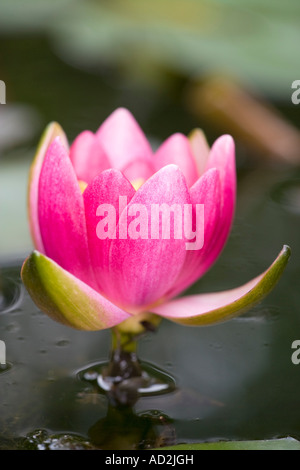 Rote Seerose Blume UK Norfolk Stockfoto