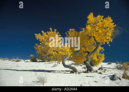 Narrowleaf Cottonwood Bäume White Sands National Monument New Mexico Stockfoto