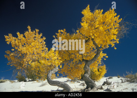 Cottonwood Bäume White Sands National Monument New Mexico Stockfoto