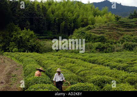 Chinesische Kommissionierung Teepflanzen in Wuyuan, Jiangxi Provinz, China. 15. Juni 2007 Stockfoto