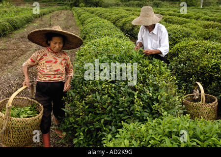 Chinesische Kommissionierung Teepflanzen in Wuyuan, Jiangxi Provinz, China. 15. Juni 2007 Stockfoto