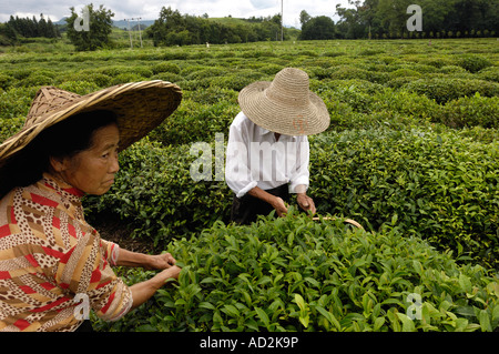 Chinesische Kommissionierung Teepflanzen in Wuyuan, Jiangxi Provinz, China. 15. Juni 2007 Stockfoto