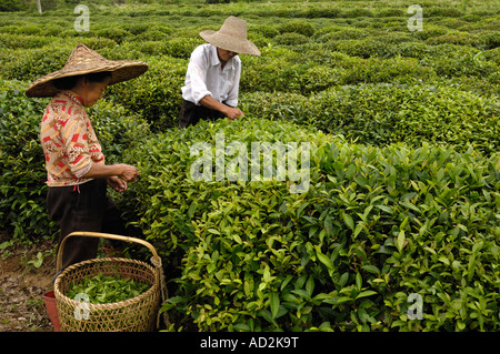 Chinesische Kommissionierung Teepflanzen in Wuyuan, Jiangxi Provinz, China. 15. Juni 2007 Stockfoto