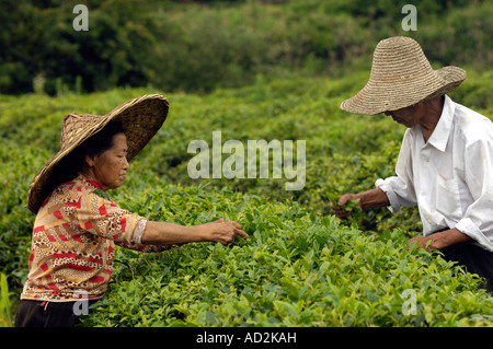 Chinesische Kommissionierung Teepflanzen in Wuyuan, Jiangxi Provinz, China. 15. Juni 2007 Stockfoto