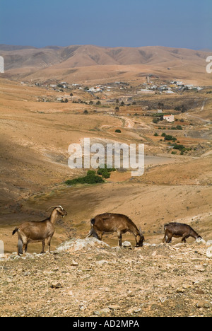 dh BETANCURIA Bereich FUERTEVENTURA Herde von Ziegen auf Felsen über dem Dorf im Tal Stockfoto