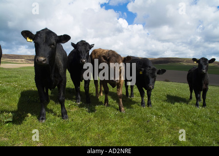 dh Cow ANIMALS UK Young Aberdeen Angus Beef Cattle in Field Orhir Orkney Farmkühe züchten schottische Herde schottland Stockfoto