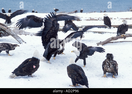 Weißkopfseeadler Haliaeetus Leuccocephalus Streit um einen Fisch an einem verschneiten Strand in Kachemack Bay Yunan Alaska Stockfoto