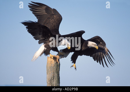 Weißkopfseeadler Haliaeetus Leuccocephalus kämpfen um einen Platz auf einem Log Barsch in Kachemack Bay Yunan Alaska Stockfoto