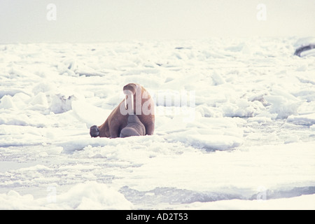 Walross Odobenus Rosmarus Mutter Krankenpflege Kalb Frühling auf dem Packeis der Beringsee in Alaska Stockfoto