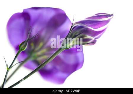 Lisianthus mit Knospe isoliert Stockfoto