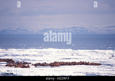 Walross Odobenus Rosmarus auf dem Packeis das Beringmeer Alaska-Luftbild Stockfoto