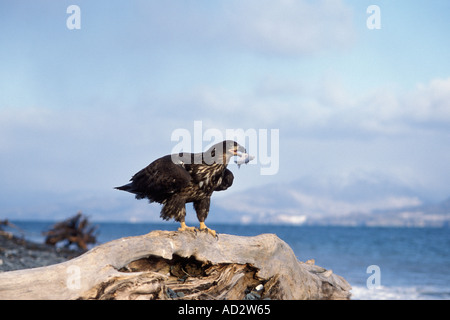 Weißkopfseeadler Haliaeetus leuccocephalus Jungvögel essen einen Fisch an einem Strand in der homer Kachemak Bay südzentral Alaska Stockfoto