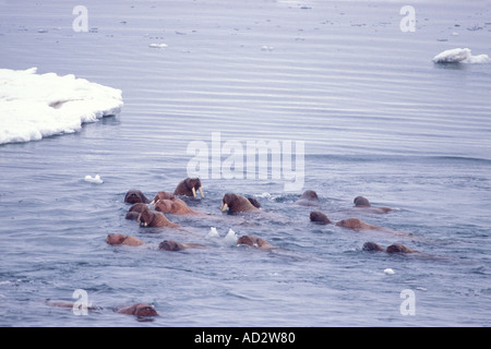 Walross Odobenus Rosmarus Gruppe Schwimmen im Beringmeer Alaska Stockfoto