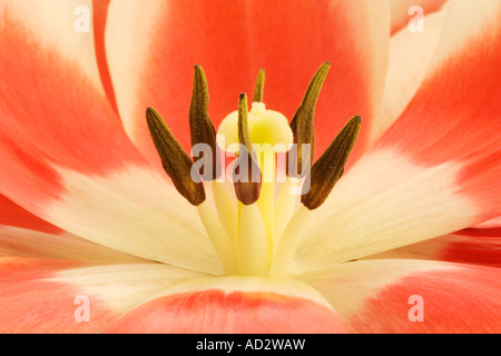 Tulpe-Nahaufnahme Stockfoto