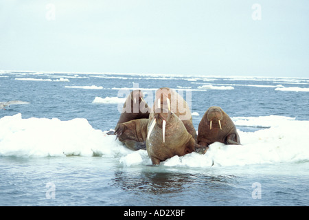 Walross Odobenus Rosmarus Gruppe auf dem Packeis Beringmeer Alaska Stockfoto