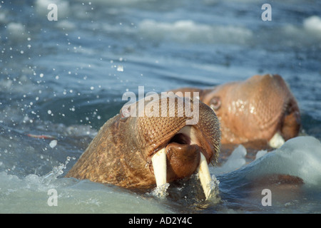 Walross Odobenus Rosmarus in das Wasser in der Mitte der Packung Eis Beringmeer Alaska Stockfoto