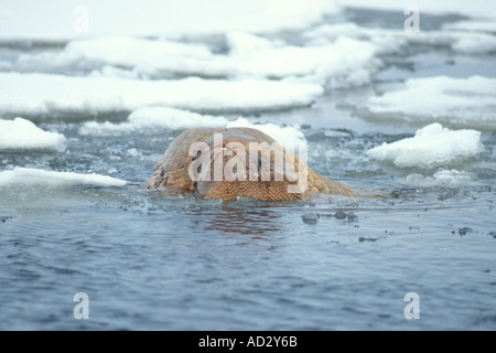 Walross Odobenus Rosmarus in das Wasser in der Mitte des Packeises Beringmeer Alaska Stockfoto