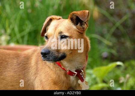 Parsons jack Russell Mischling Hund wegschauen Stockfoto