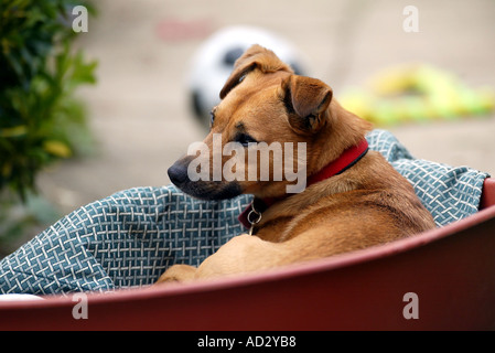 Parsons jack Russell Terrirer Mischling im Bett außerhalb wegschauen Stockfoto