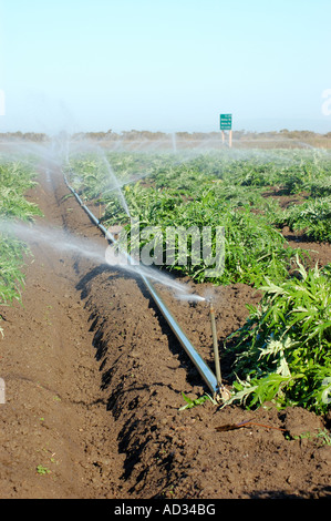 Sprinkler in Artischocken-Feld in der Nähe von etwa zentralen Küste von Kalifornien Stockfoto