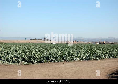 Blumenkohl Ernte in der Nähe von etwa zentralen Küste von Kalifornien Stockfoto