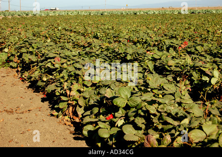 Erdbeerfeld in der Nähe von etwa zentralen Küste von Kalifornien Stockfoto