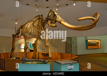 Kolumbianischen Mammut, Mammuthus Columbi, Skelett mit Stoßzähnen von La Brea Tar Pits, Page Museum, Los Angeles Stockfoto