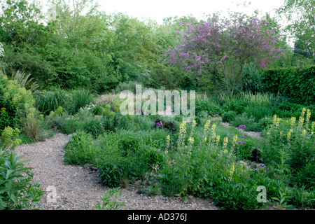 Holbrook den Steingarten Anfang Mai mit Thermposis Lupinoides und Cercis siliquastrum Stockfoto