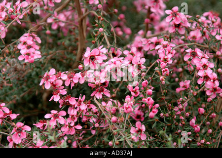 Leptospermum Scoparium Nichollsii im Mai Stockfoto