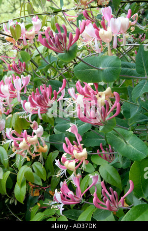 Lonicera x Americana Syn Italica ist in auffälligen Blüten im Mai verputzt. Stockfoto